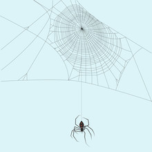 Black Widow Spider Hanging Down A String Of Spider Thread And It's Web Halloween, Spooky, Isolated, Deadly Creepy Crawler