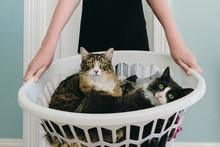 Cats In Laundry Basket