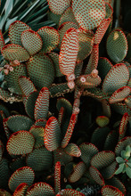 Cactus With Red Spikes