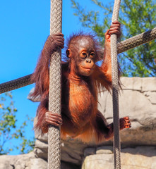 Poster - Baby Monkey Swinging