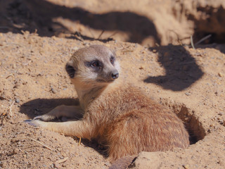 Wall Mural - Meerkat