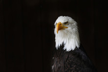 White-headed Sea Eagle - Haliaeetus Leucocephalus - National Symbol Of United States