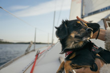 Dog On A Boat.