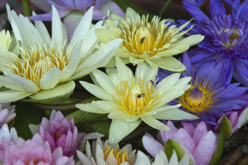 Wall Mural - Colorful lotus flowers blooming