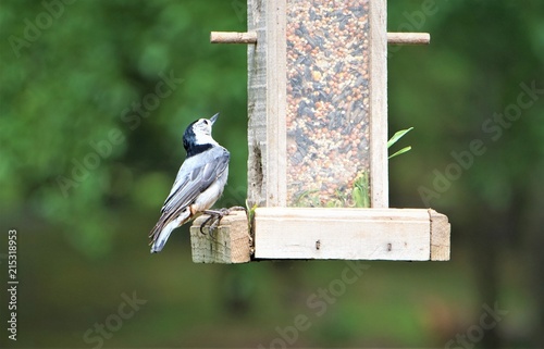 Single Cute Male White Breasted Nuthatch Bird Sitta Carolinensis