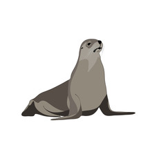 Seal Animal. Vector Image