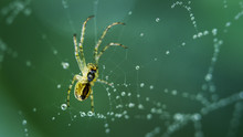 The Spider Sits On A Web Covered With Drops Of Dew.