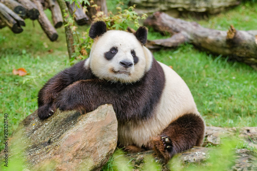Zdjęcie XXL Giant panda
