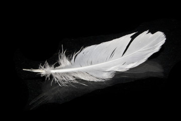 bird feather isolated on a black background