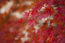 Closeup Of Red Japanese Maple Leaves On The Graden..
