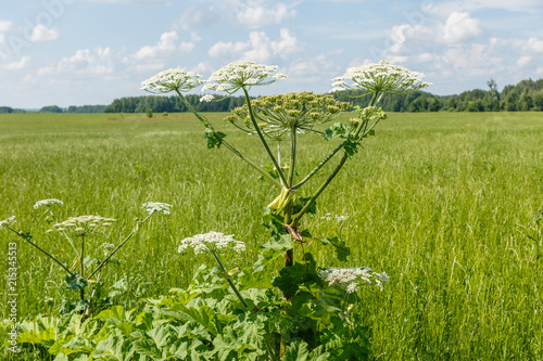 Fotografie, Obraz cow parsnip blooms on a meadow in summer.
