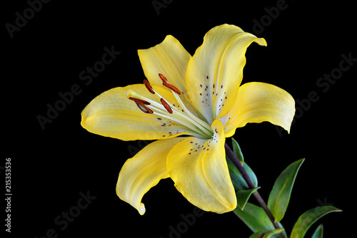 Amazing Colorful Yellow Asiatic Lily Lilium Liliaceae Isolated On White Background Close Up Macro Of A Beautiful Oriental Yellow Lily Flower As A Wallpaper Buy This Stock Photo And Explore Similar