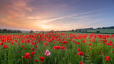 Fototapeta  - Kentish Poppies
