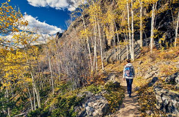 Wall Mural - Tourist hiking in aspen grove at autumn