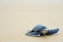 Little Turtle On The Beach,Copy Space.