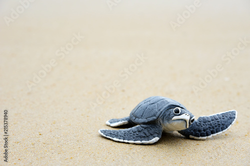 Cuadros en Lienzo Little turtle on the beach,Copy space.