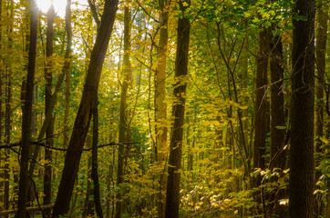  Thick Forest with Sunlight Filtrering Through the tall Trees on a Fall Day