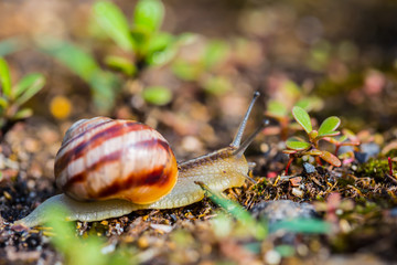 closeup grape snail crawl in a grass