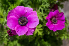 Purple Poppy Head Or Anenome Flower Close-up View