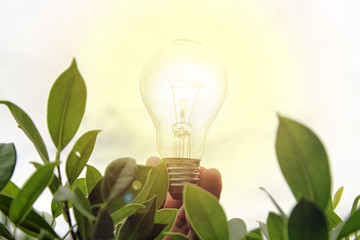 Wall Mural - a man hold light bulb in the midst of nature.