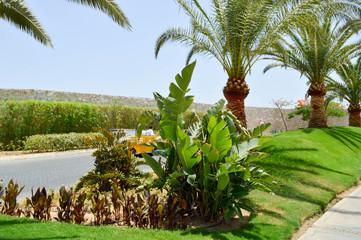 The tops of the trunks of beautiful tropical exotic palm trees with large green leaves against the blue sky