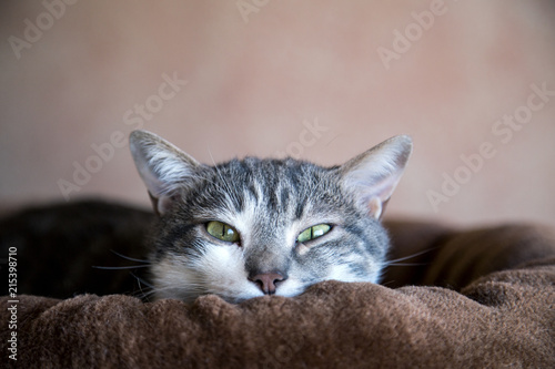 Tãªte De Chat Gris Et Blanc Qui Dãpasse De Son Panier Buy