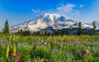 © Diane - Mount Rainier Paradise in full bloom