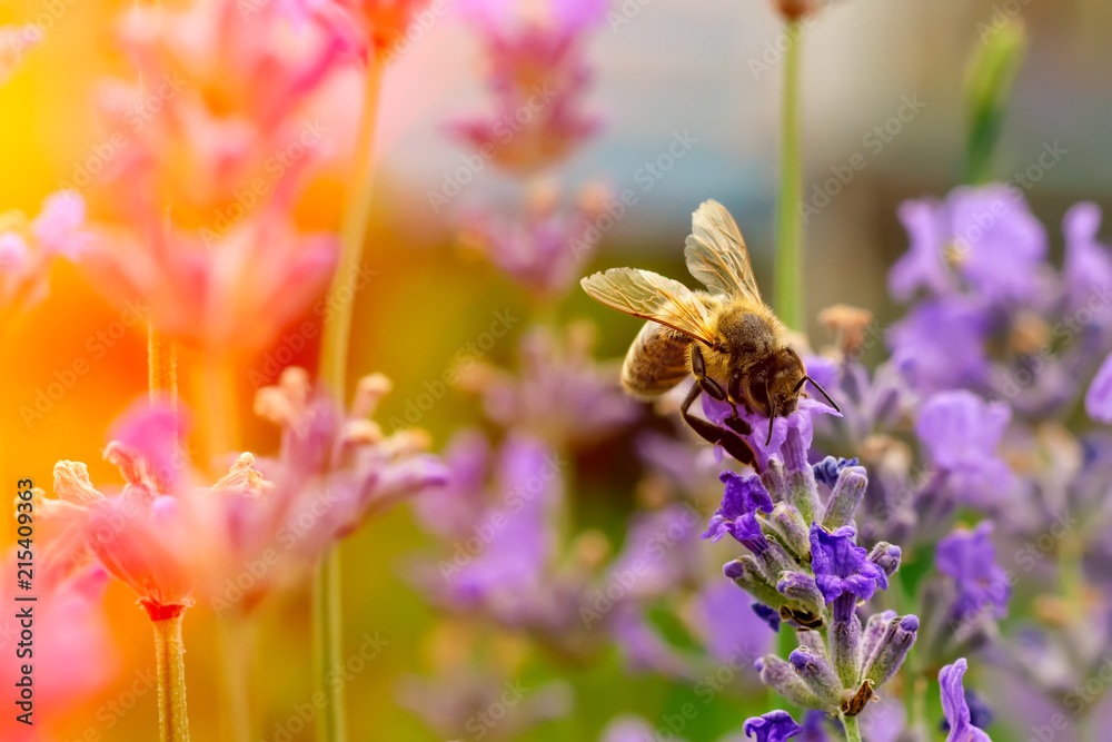 The bee pollinates the lavender flowers. Plant decay with insects. - obrazy, fototapety, plakaty 