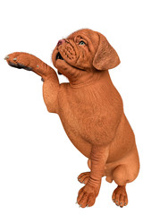 Wall Mural - dogue de bordeaux, bordeaux mastiff, french mastiff or bordeauxdog in a white background 

