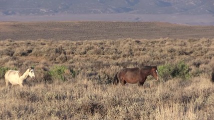 Wall Mural - wild horses in colorado