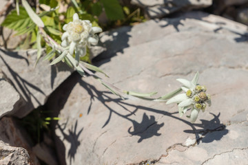 Leontopodium nivale subsp. alpinum, mountain flower with white wooly petals known as edelweiss, seen in alpine garden on a summer day, is a symbol for alpinism