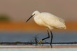 Little egret in the late afternoon wading in a waterhole in Zimanga Game Reserve in South Africa