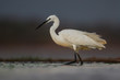 Little egret in the late afternoon wading in a waterhole in Zimanga Game Reserve in South Africa