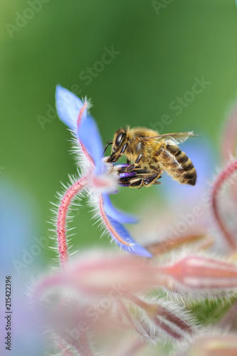 Zdjęcie XXL Pszczoła żerująca na ogóreczniku
