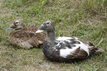 Common eider (Somateria mollissima)