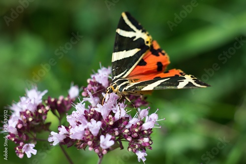 Plakat Letni motyl Callimorpha quadripunctaria należy do mniejszej liczby nocnych motyli, które są aktywne nawet w ciągu dnia.