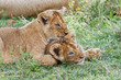 wo young lion cubs playing in the Masai Mara National Park in Kenya
