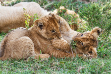 Wo Young Lion Cubs Playing In The Masai Mara National Park In Kenya