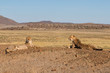 Cheetah males resting in Tiger Canyon Game Reserve in South Africa