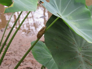 Frog on swamp