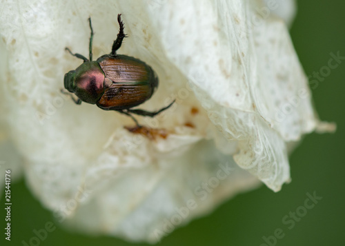 Fotografie, Obraz A small Japanese Beetle with a red and brown shiny shell clings to a white petal of a flower