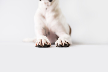 Wall Mural - Dog Paws on Isolated White background