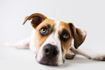 Wall Mural - Sad dog on isolated white background