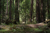 Fototapeta  - Montgomery Redwood Forest