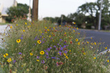 Fototapeta  - Roadside Wildflowers