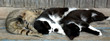three cats sleep (rest), funny pets
