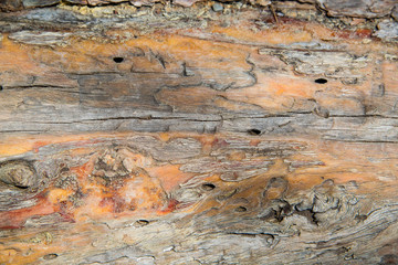 Wall Mural - Close up texture of cedar tree bark