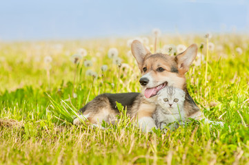 Pembroke Welsh Corgi puppy hugging tabby kitten on a summer grass. Space for text