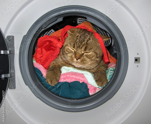 Plakat Kot śpi wśród brudnej bielizny wewnątrz pralki.