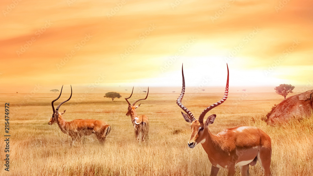 Lonely antelope in the African savanna against a beautiful sunset. African landscape. Serengeti national park. - obrazy, fototapety, plakaty 
